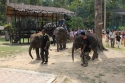 Elephants_0012.jpg