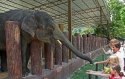 Elephants_0046.jpg